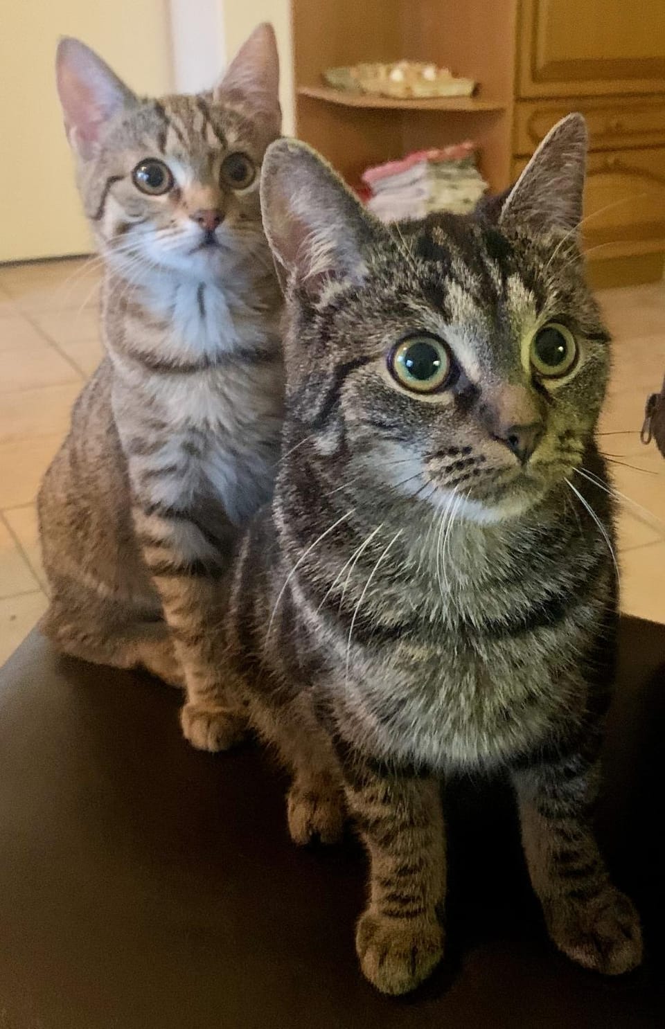 Pets, children
