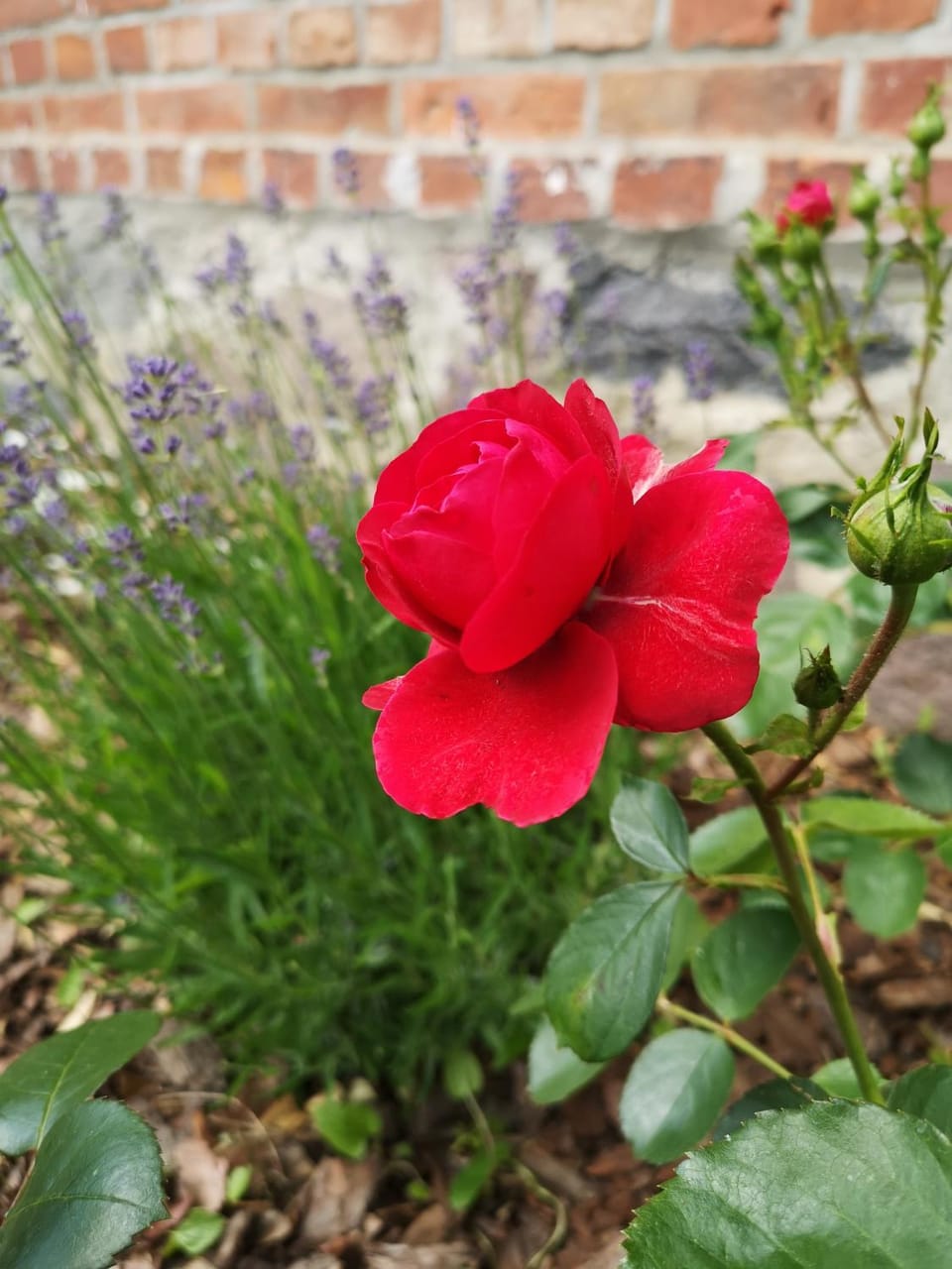 Garden, Garden view