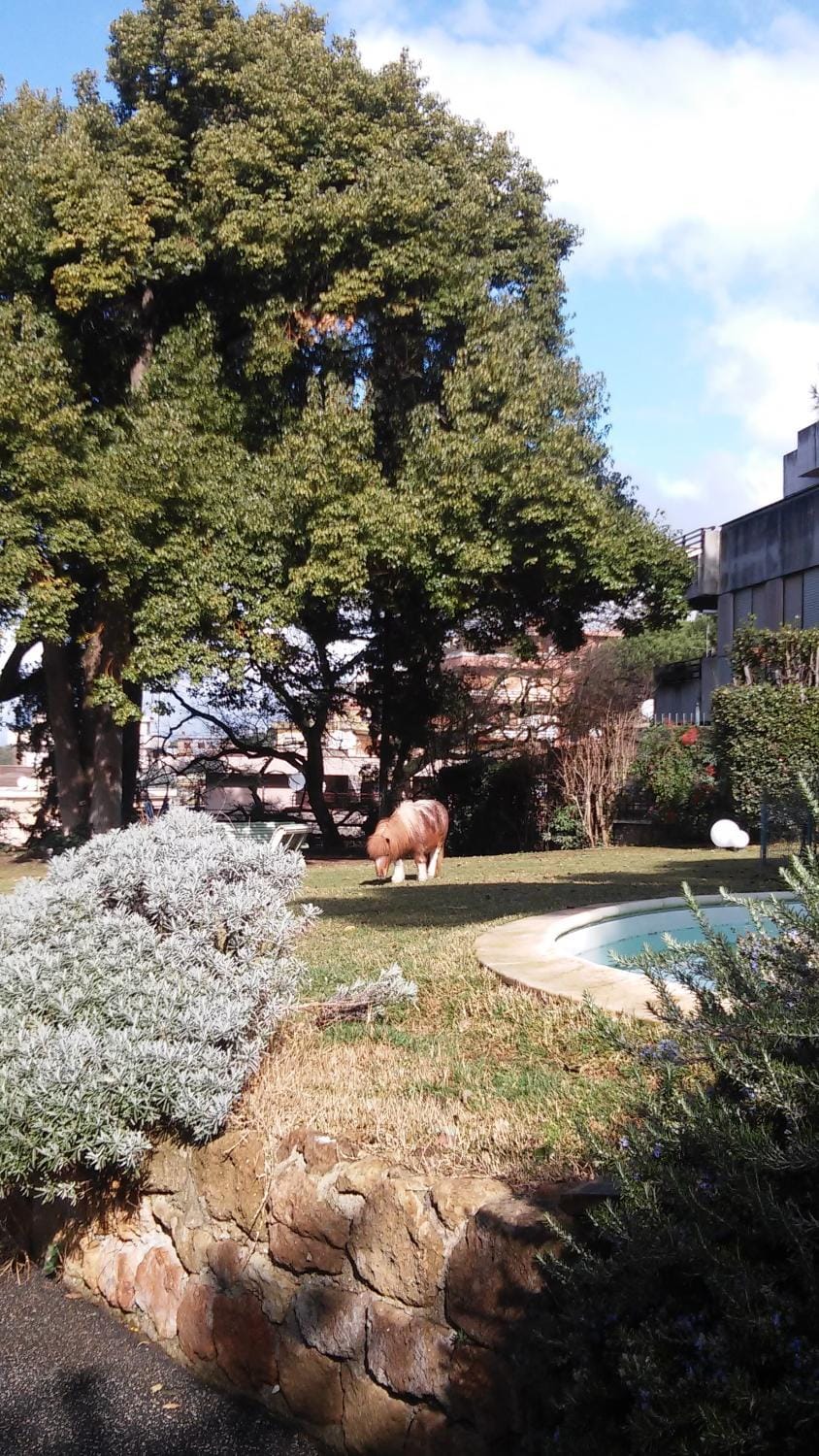 Animals, Pets, Garden view