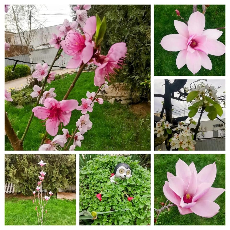 Garden, Garden view, Garden view
