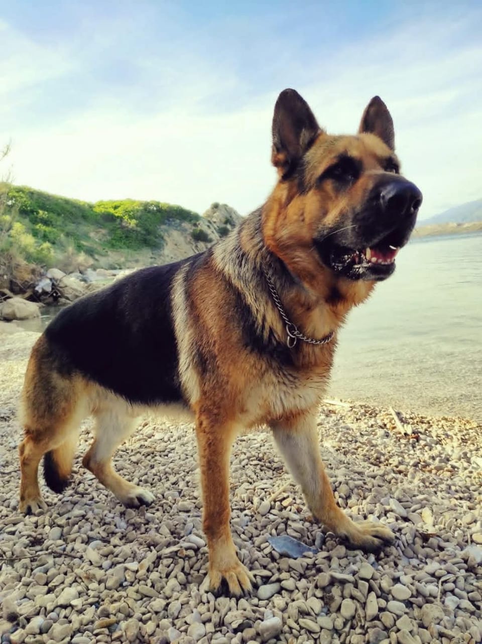 Natural landscape, Pets