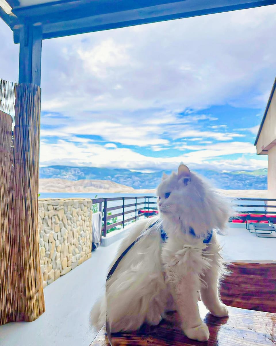 Pets, Mountain view, Sea view