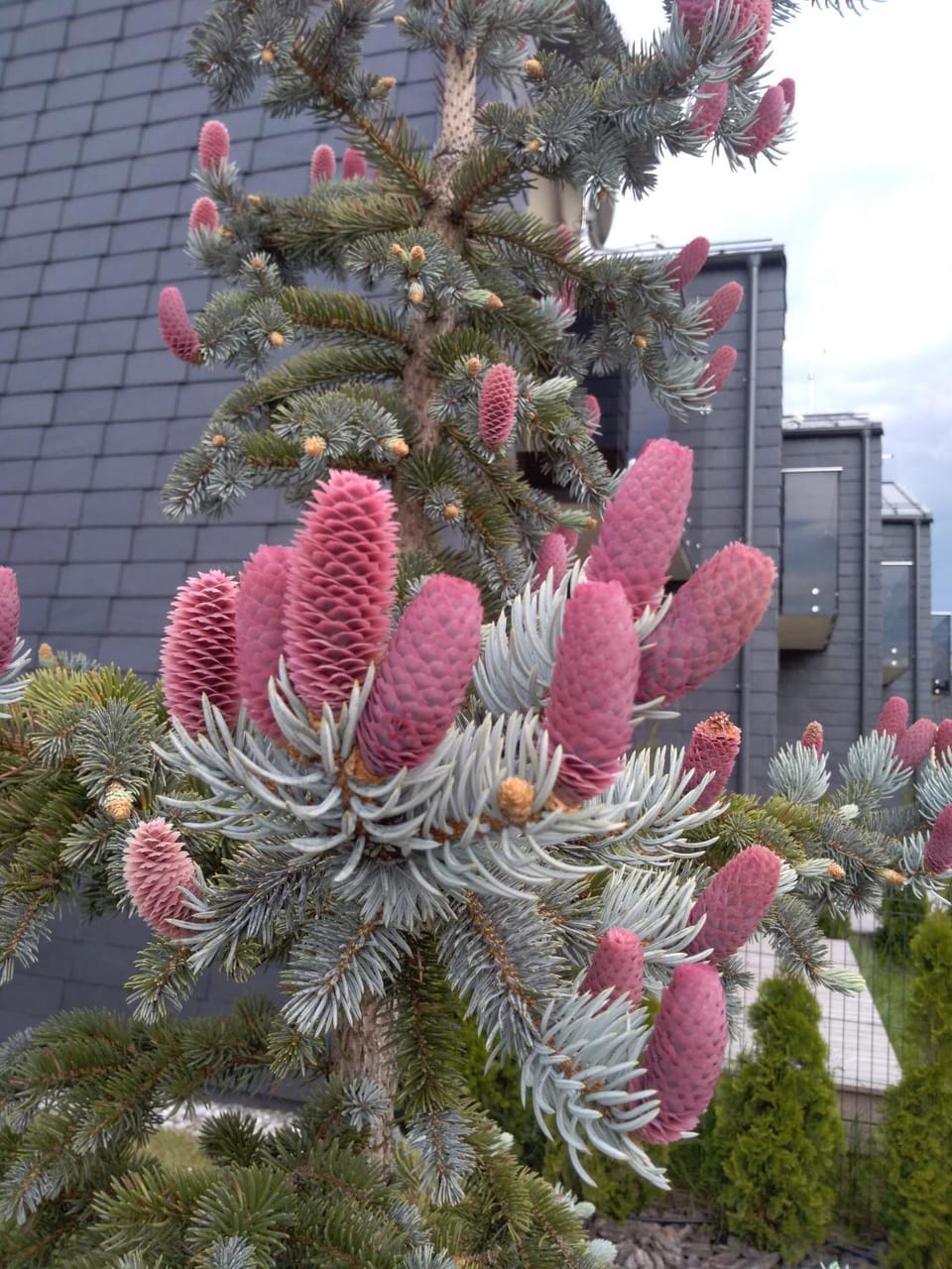Garden, View (from property/room)