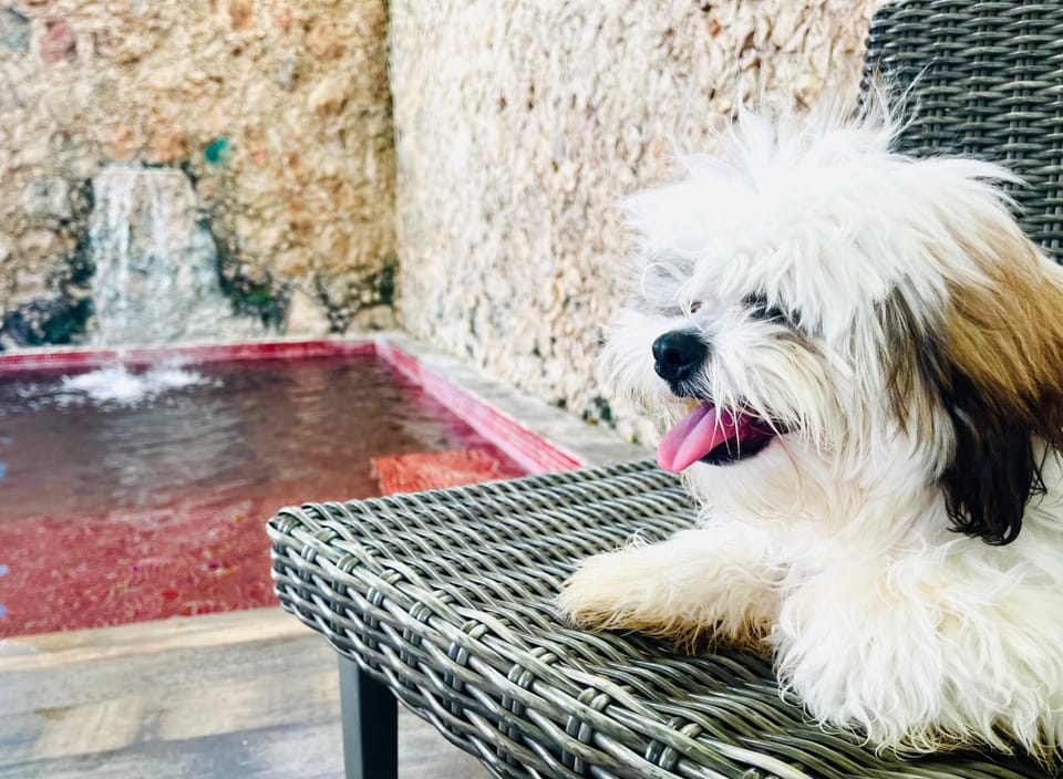 Pets, Pool view