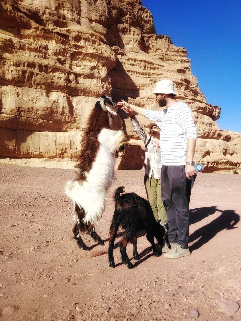 People, Natural landscape, Hiking, Hiking, Animals, Pets, Mountain view, group of guests
