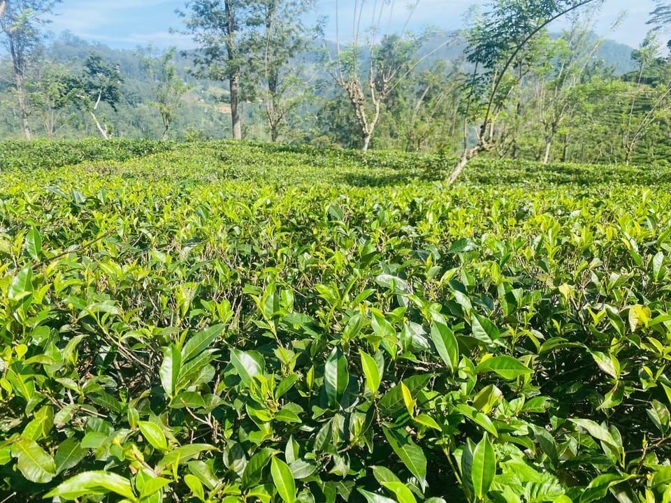 orchid villa Vacation rental in Uva Province, Sri Lanka