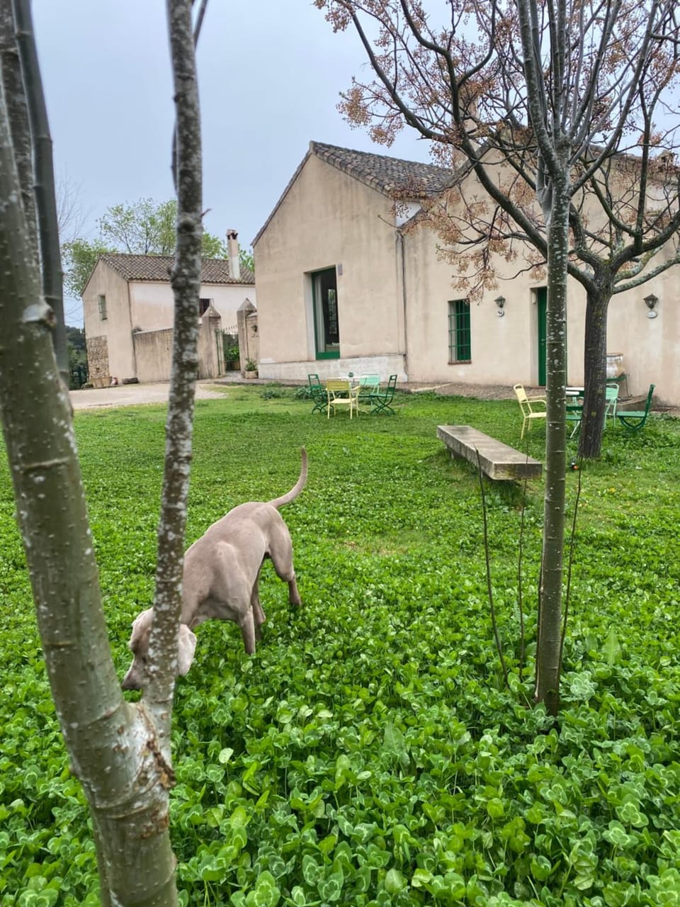 Property building, Garden, Pets