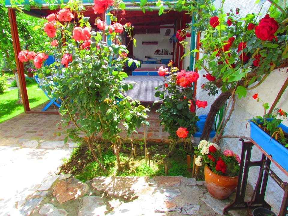 Patio, Facade/entrance, Garden