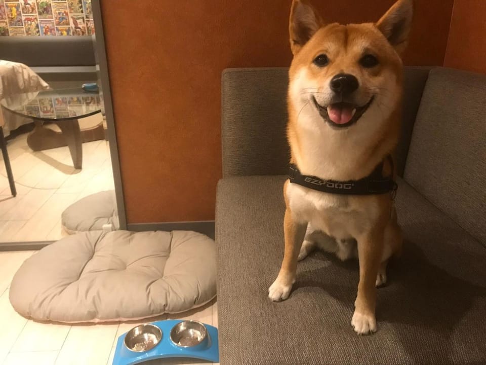 Pets, Pets, Pets
