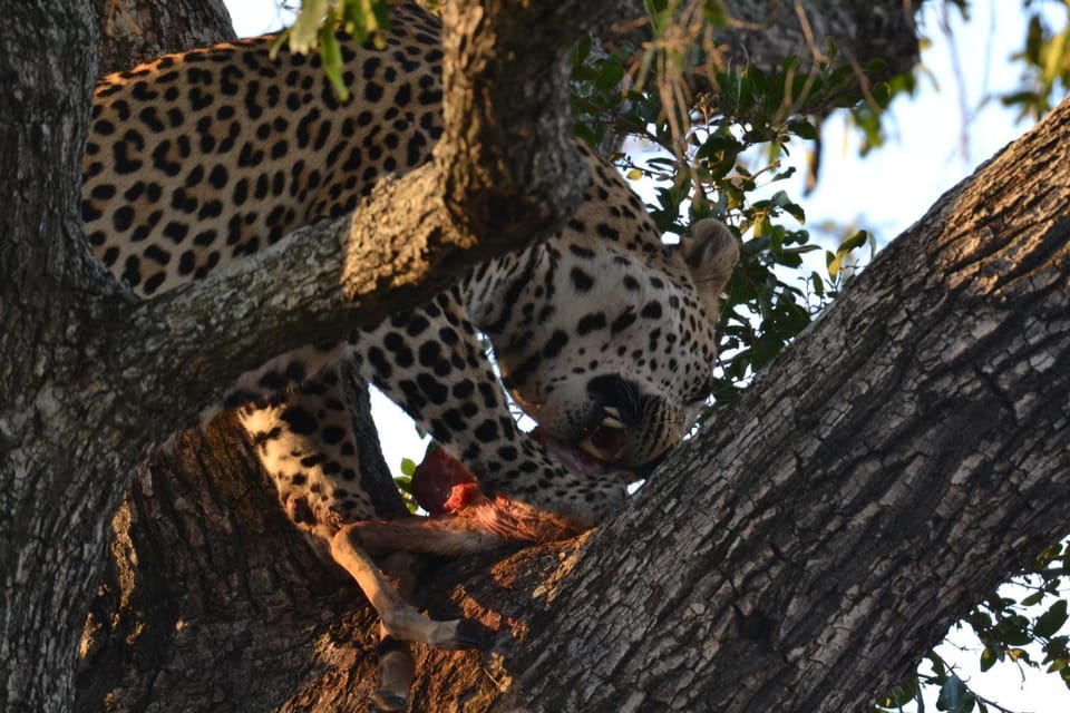 Natural landscape, Animals