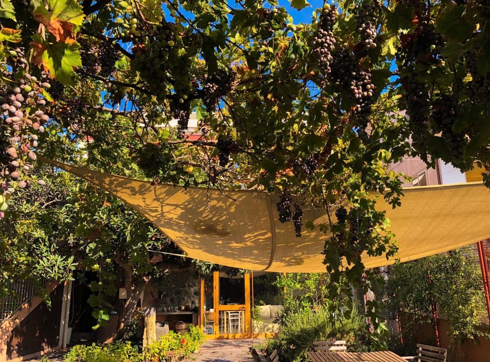 Garden, Garden view, Garden view