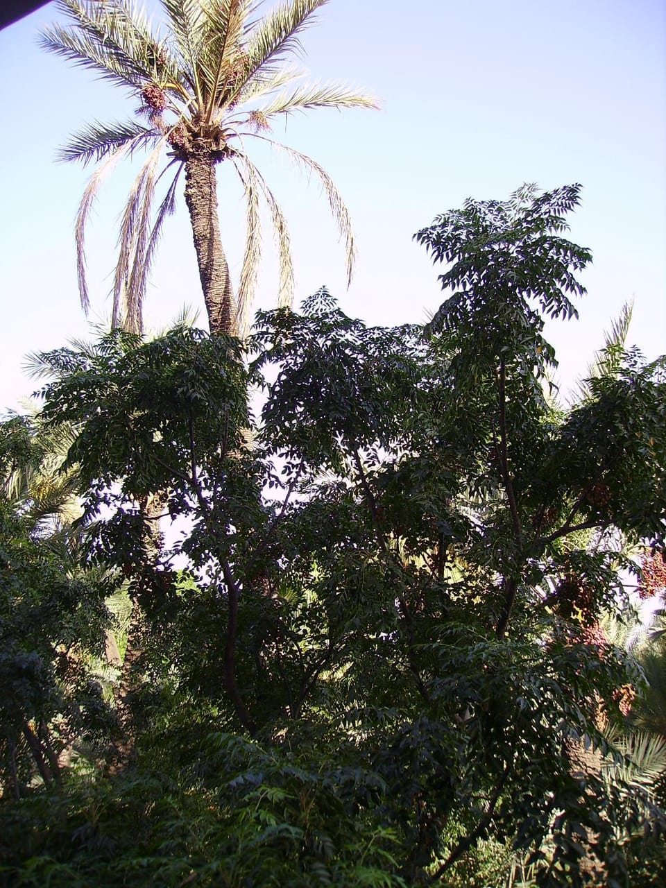 Appart avec vue Jardin/Majorelle Apartment in Marrakesh