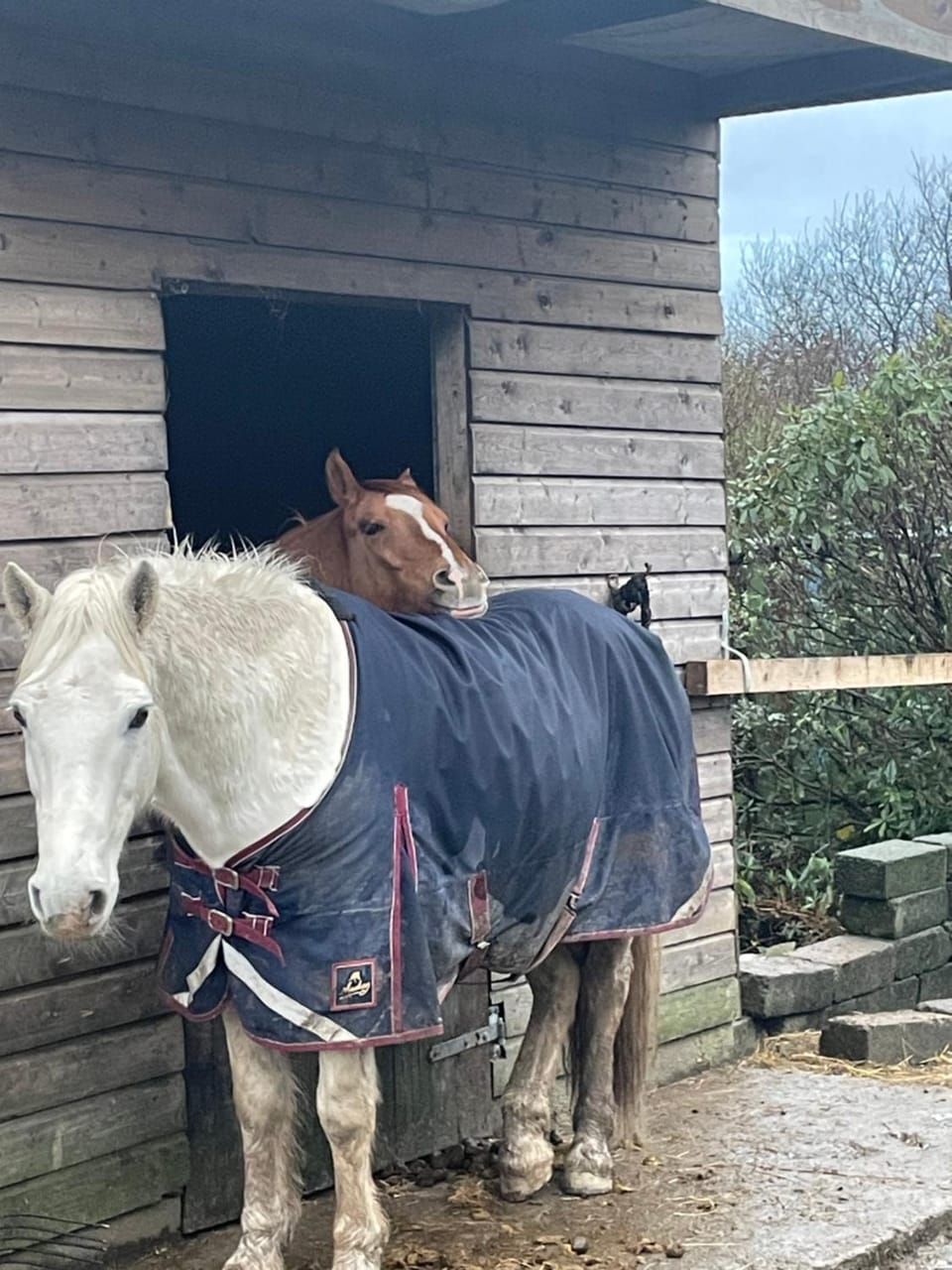 Letterfrack Farmhouse on equestrian farm in Letterfrack beside Connemara National Park House in County Mayo