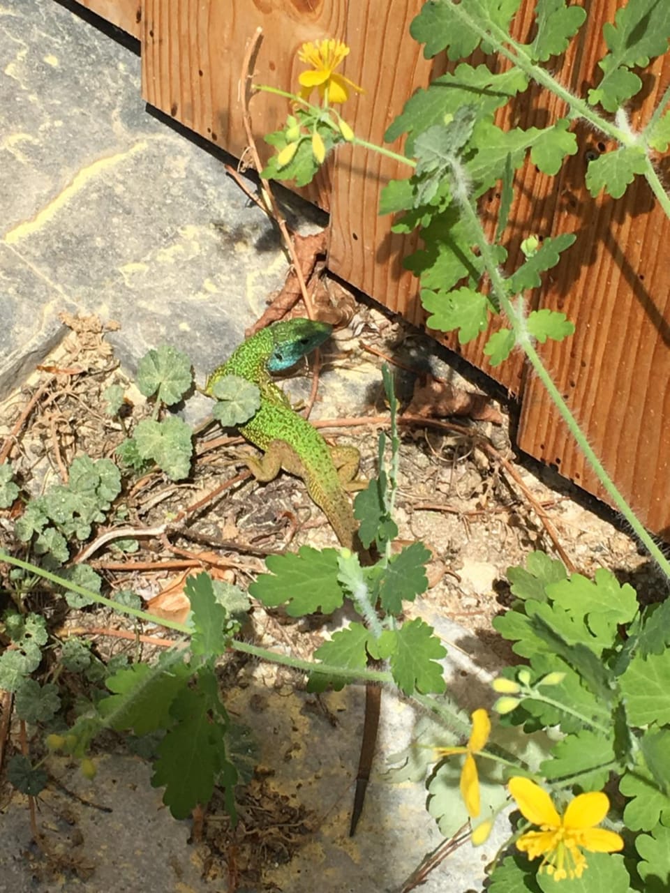 Spring, Animals, On site