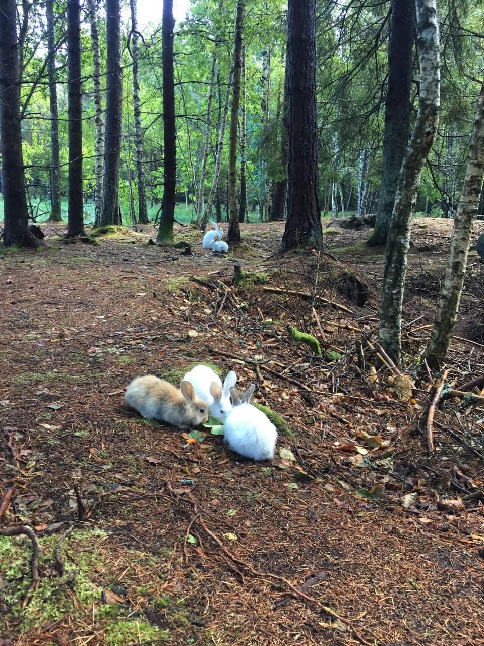 Animals