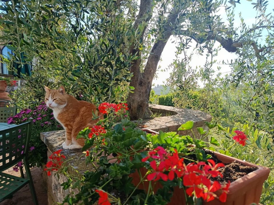 Rocca degli Olivi Bed and Breakfast in Tuscany