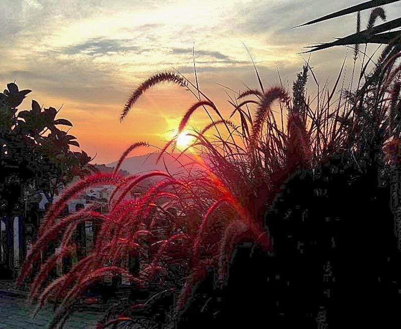 Patio, Garden, Sunset
