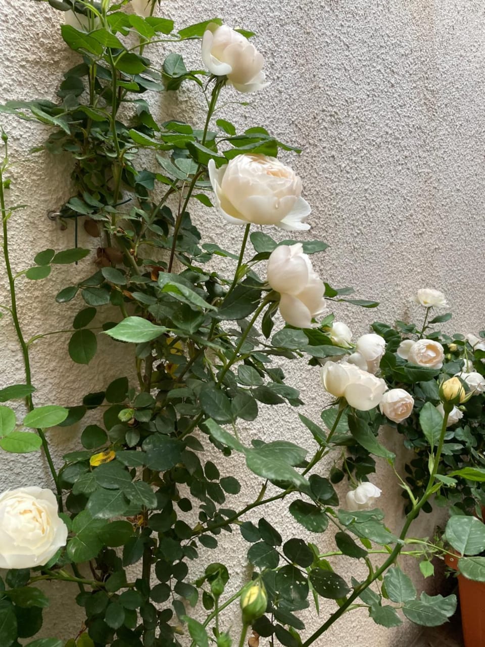 Via Braschi Sessantotto Apartment in Cesena