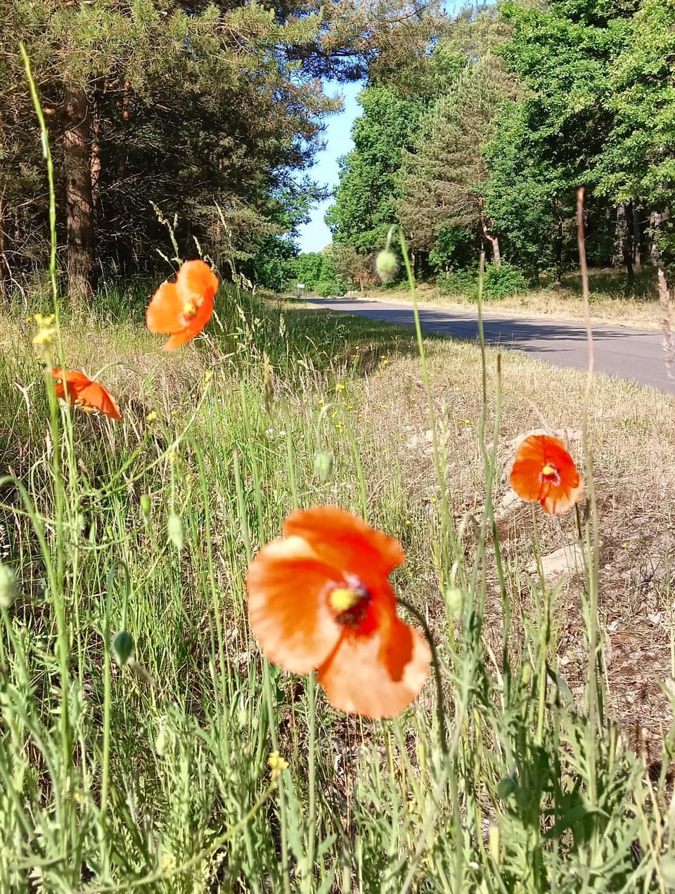 Domek nad jeziorem/Seehaus 1B (Sławno/Łętowo) Nature lodge in Pomeranian Voivodeship
