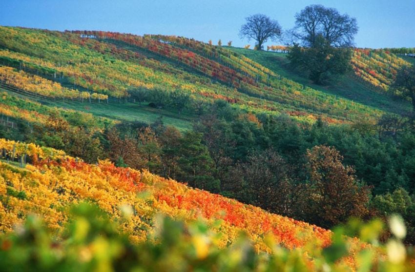 Gasthof Hotel Zum Weinberg Bed and Breakfast in Austria