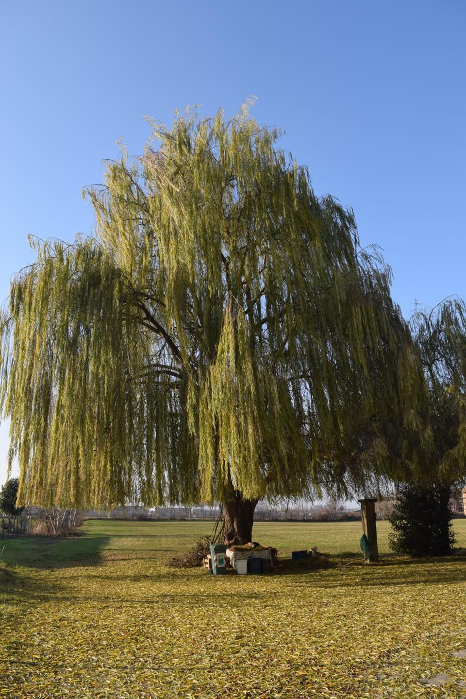 Residenza Il Salice Bed and Breakfast in Veneto