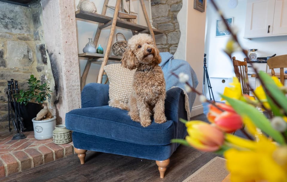 Pets, pet friendly