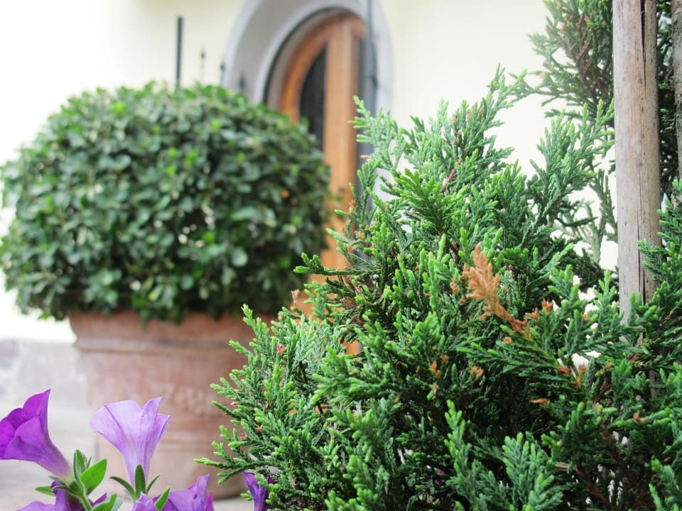 Spring, Day, Garden, Garden view