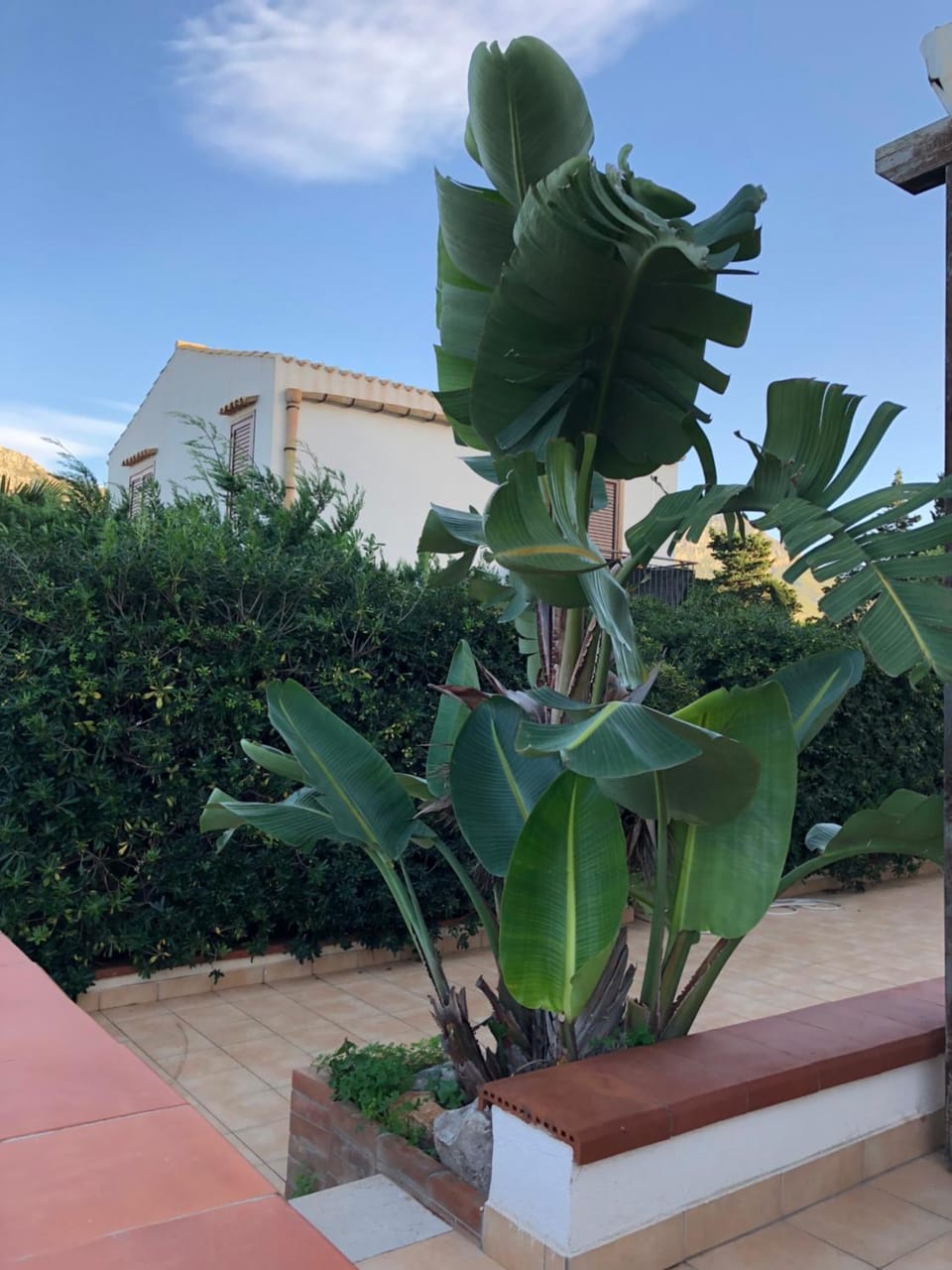 Garden view
