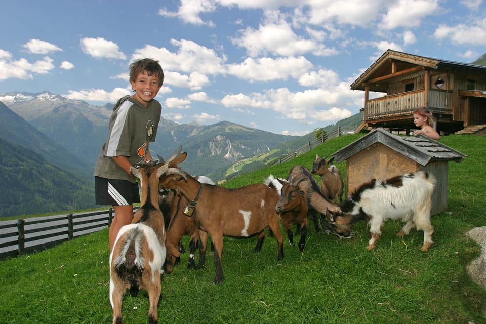 Animals, Entertainment