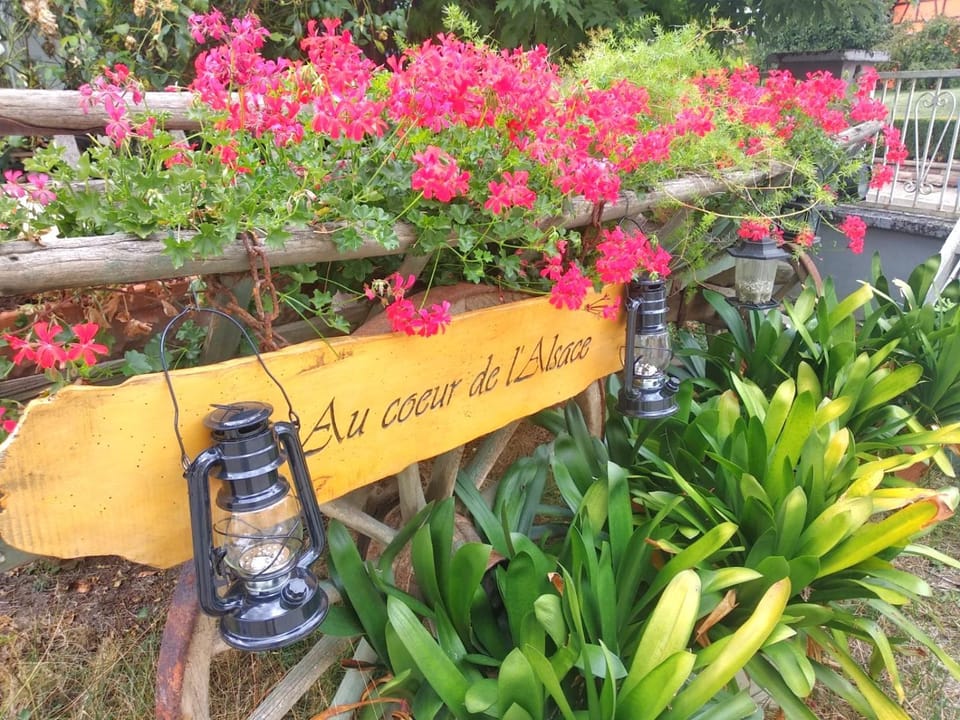Summer, Garden