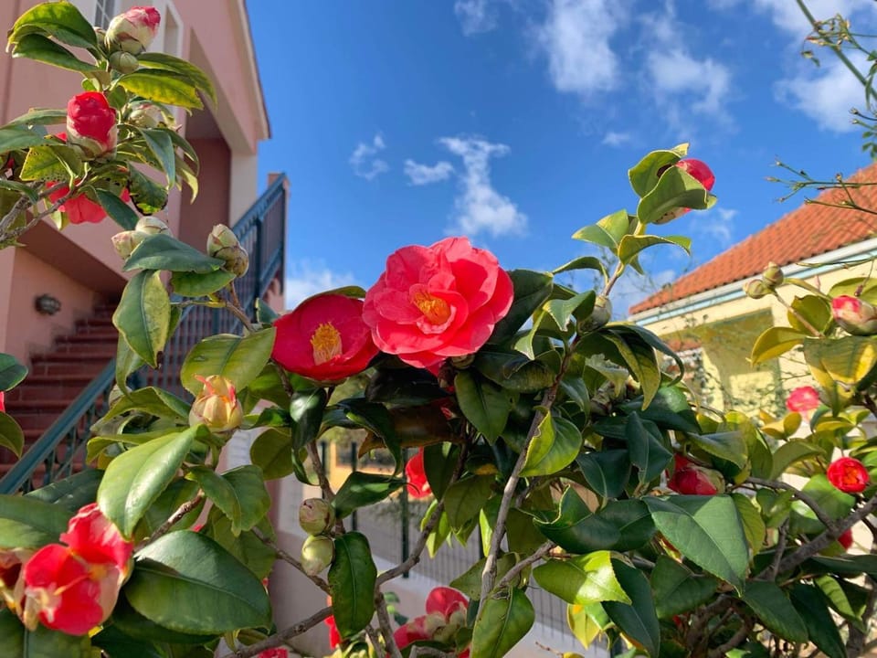 Spring