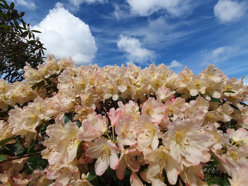 Summer, Garden