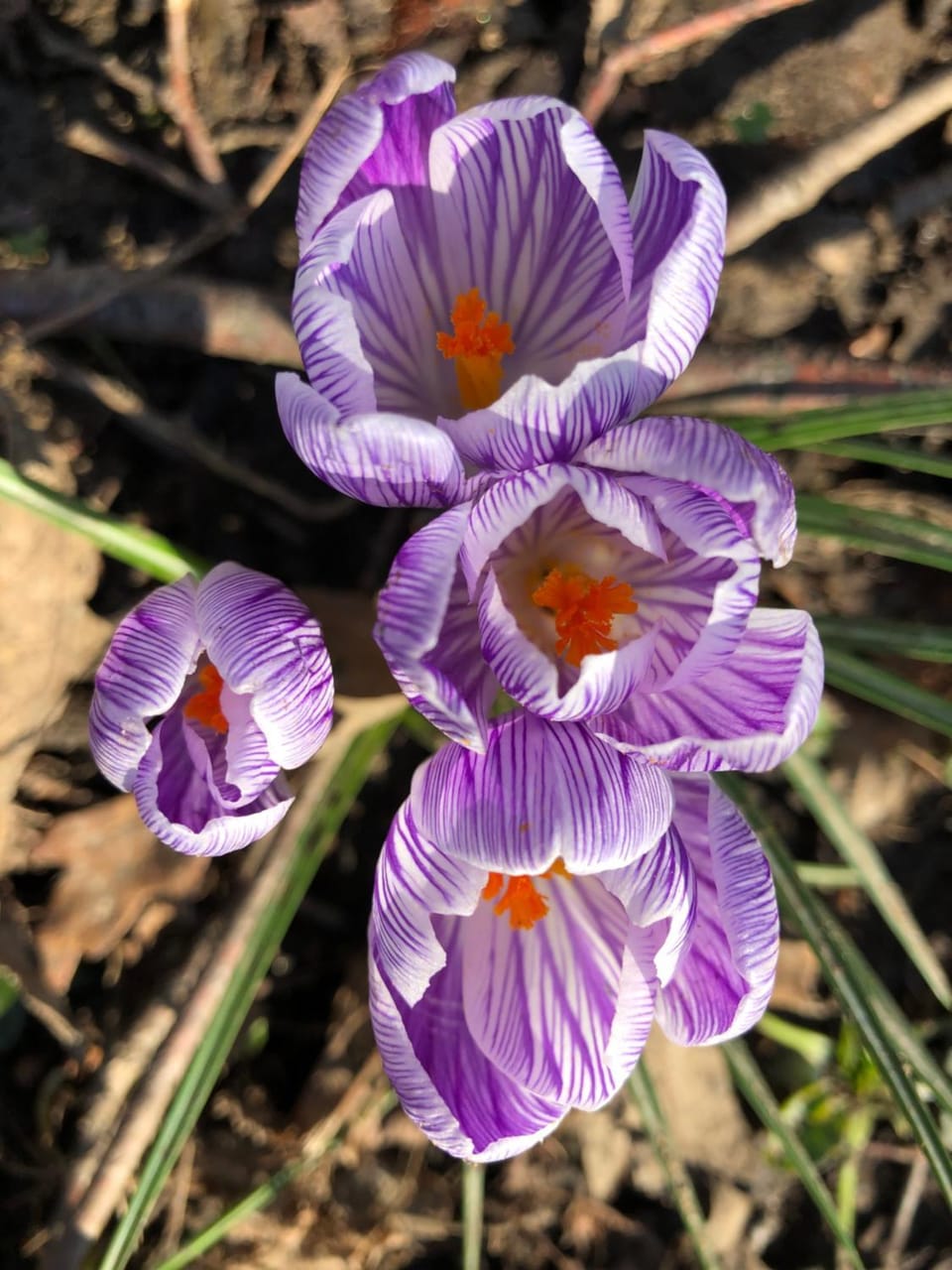 View (from property/room), Garden view, Landmark view
