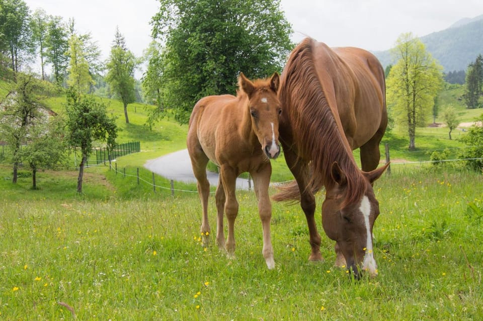 Natural landscape, Animals, Pets, children