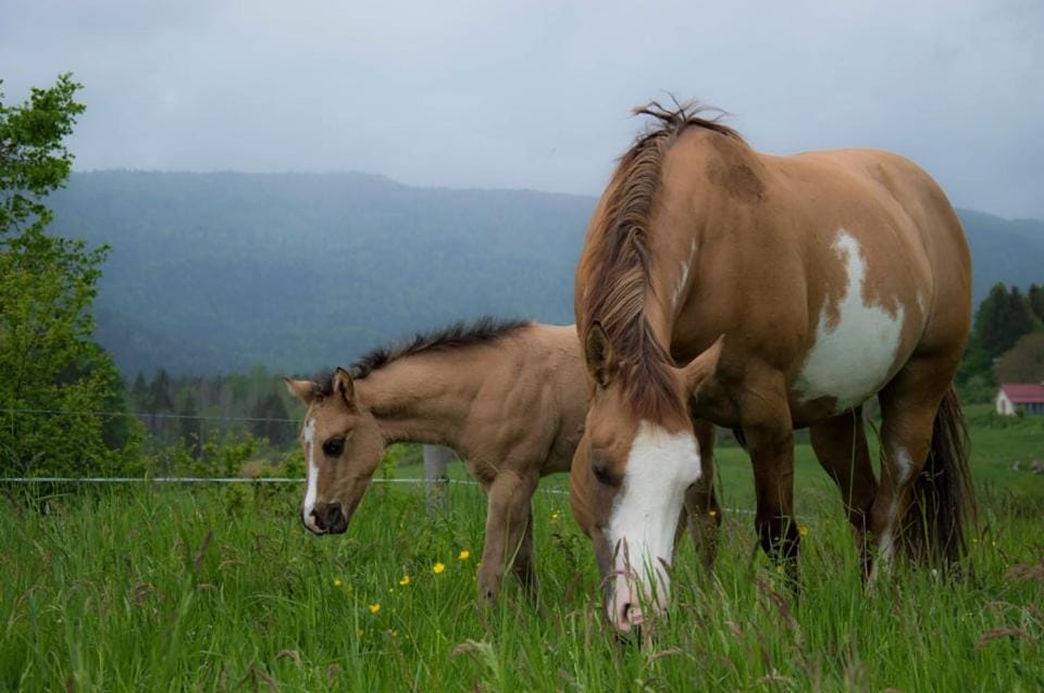 Animals, Pets