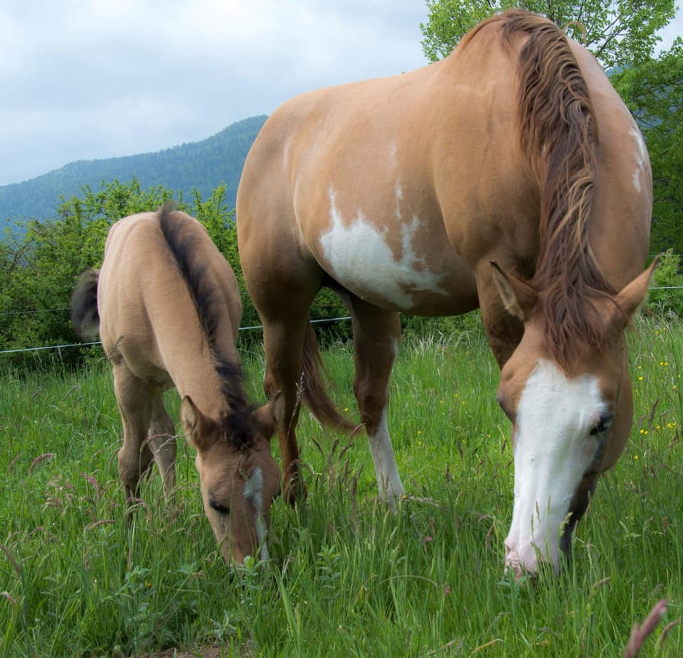 Natural landscape, Animals, Pets, Sports, children