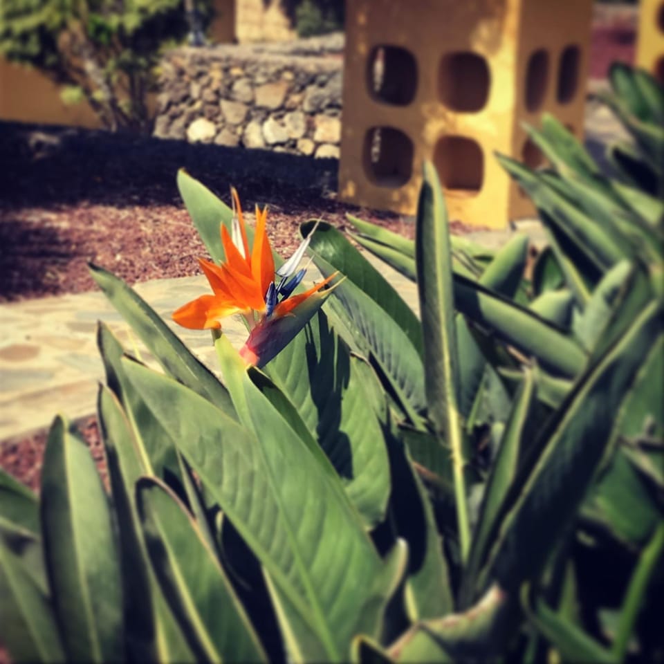 Garden, Other, Garden view