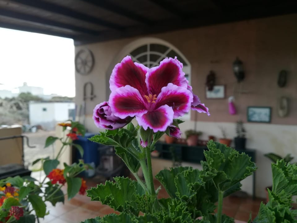 Casa Papi Vacation rental in Maxorata