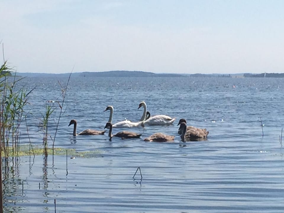 Lake view