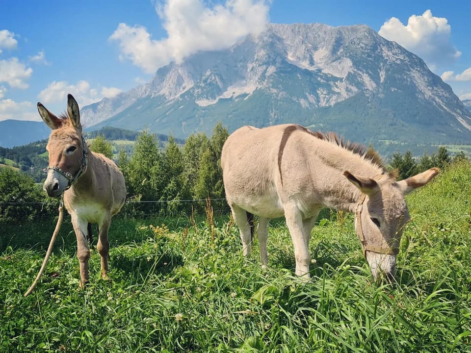 Animals