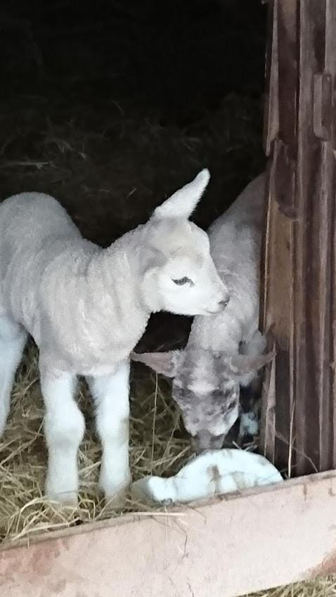 Harry's Place Apartment in Wallonia, Belgium