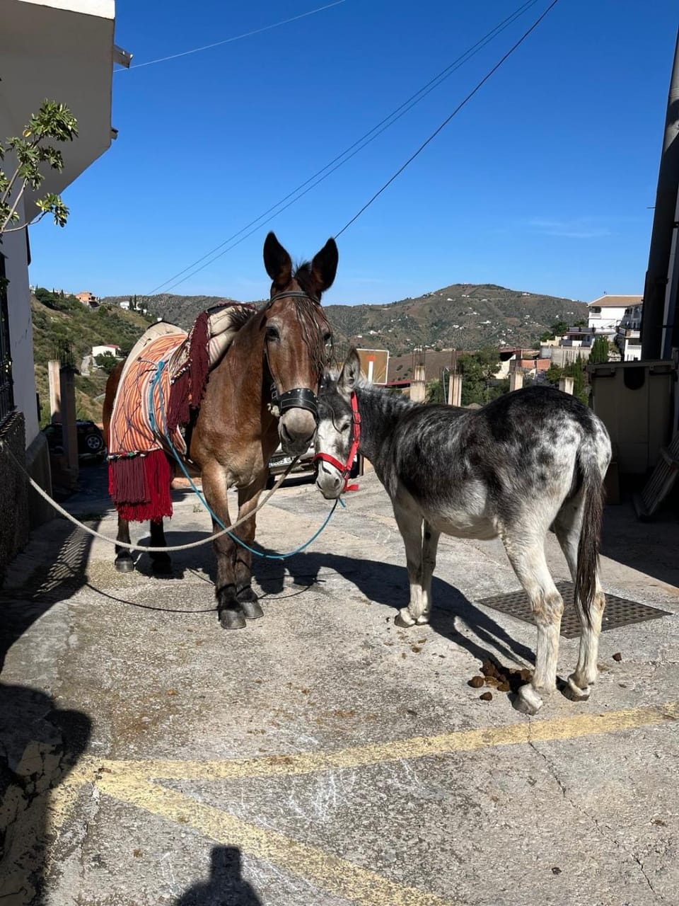 Day, Neighbourhood, Animals