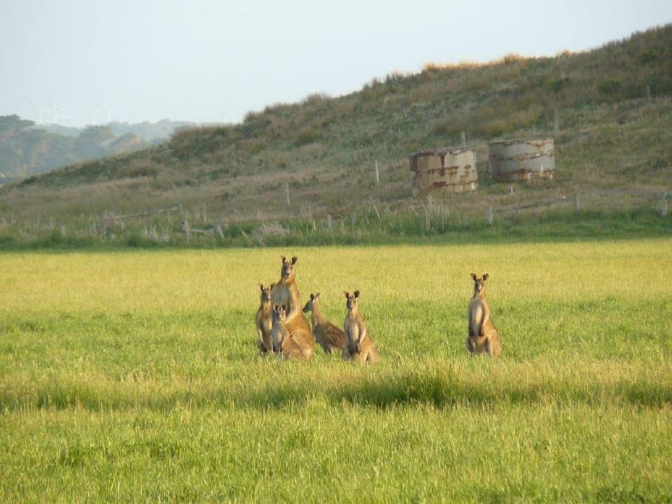 Animals