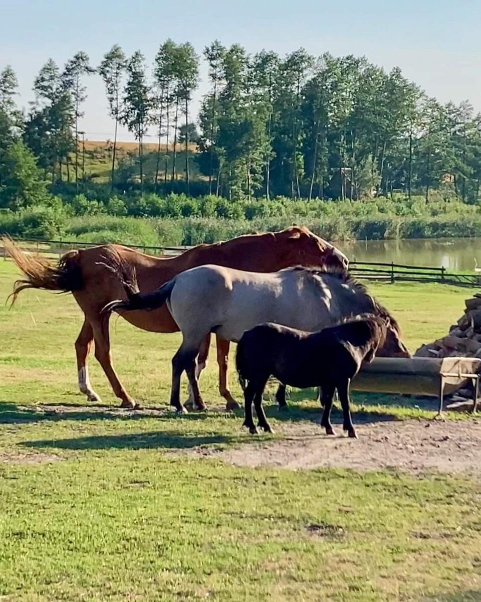 Agrotourist Maryska Małe Leźno Farm Stay in Masovian Voivodeship