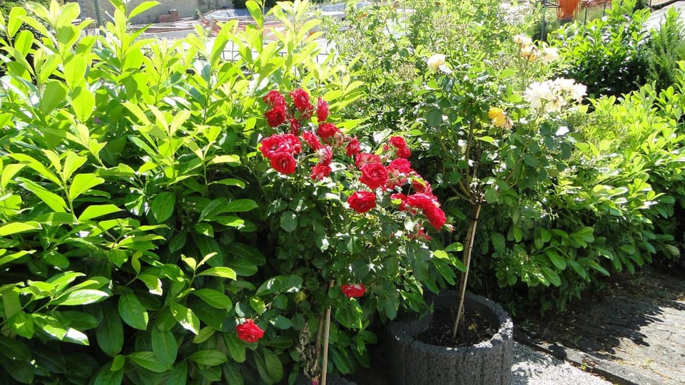 Garden, Garden, Garden view