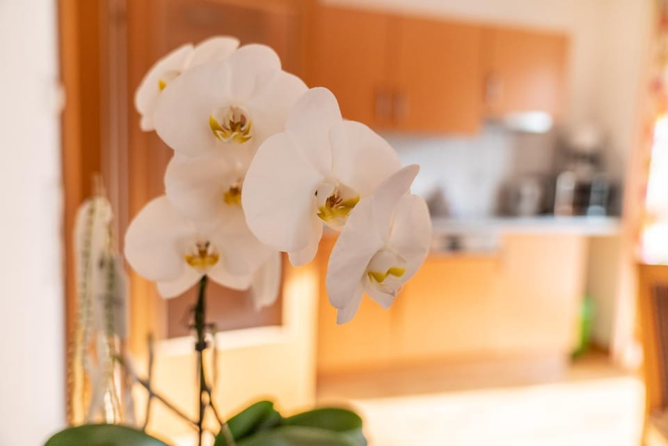 Kitchen or kitchenette, Living room, Decorative detail, Seating area
