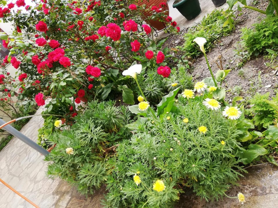 Katerina Apartments Apartment in Samos, Greece