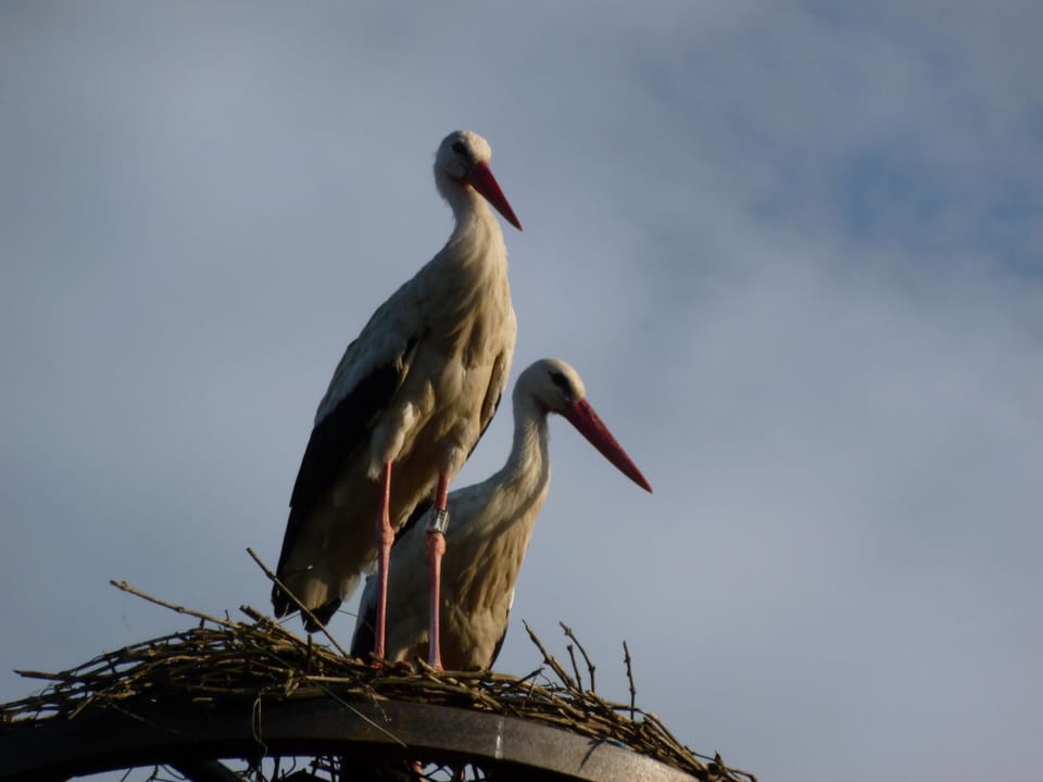 Bird's eye view, Other, Animals