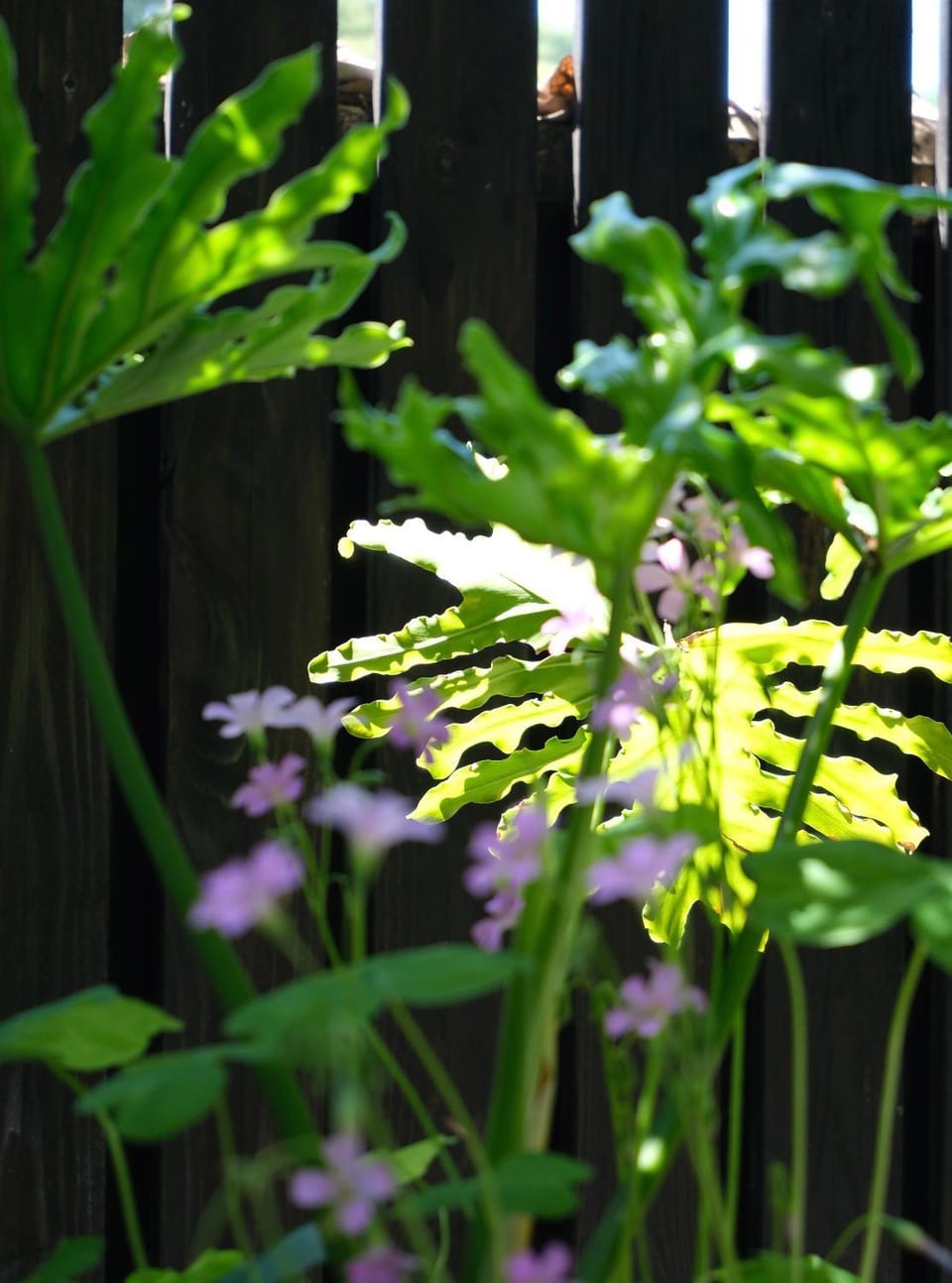 Garden view