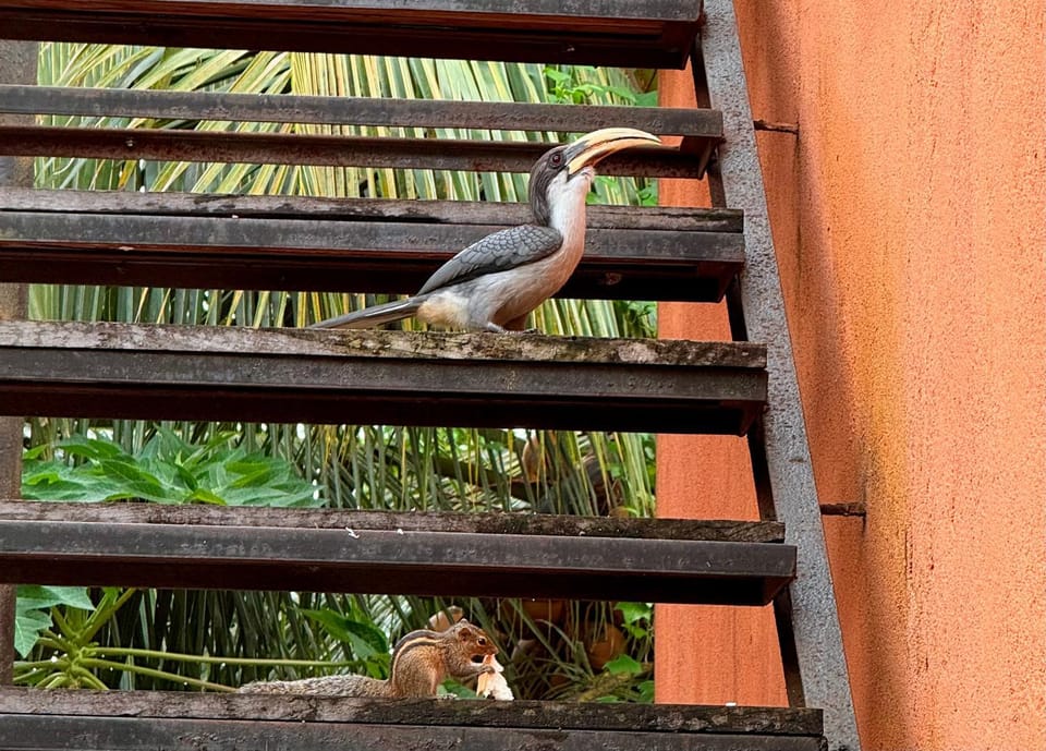 Natural landscape, Animals
